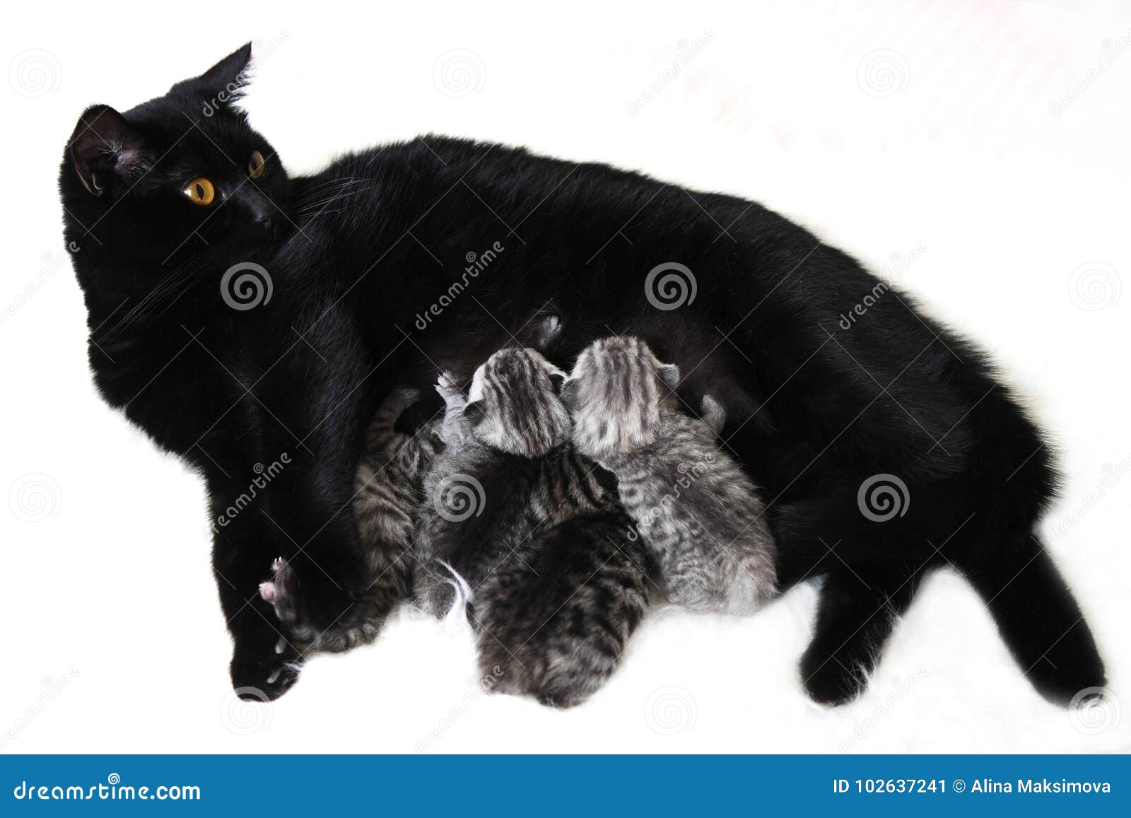 Какие котята рождаются у черной кошки