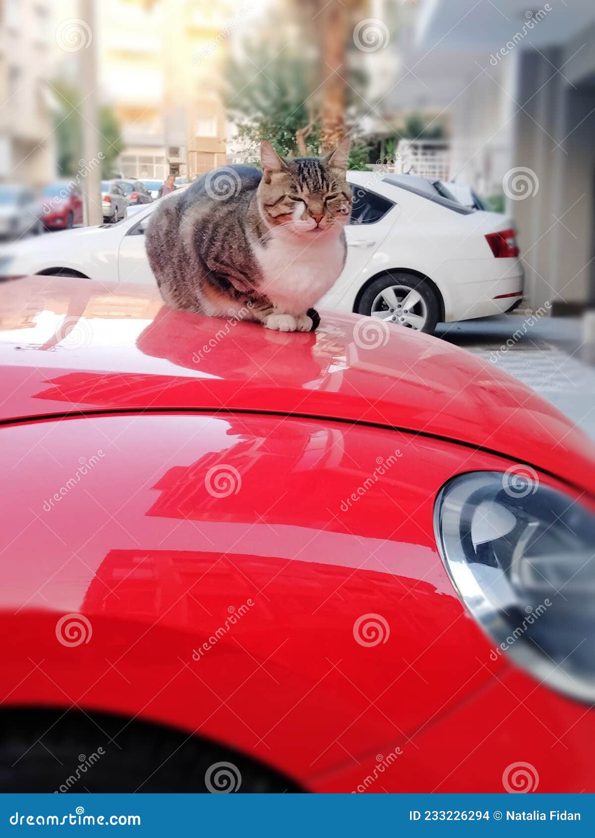 Кот на капоте