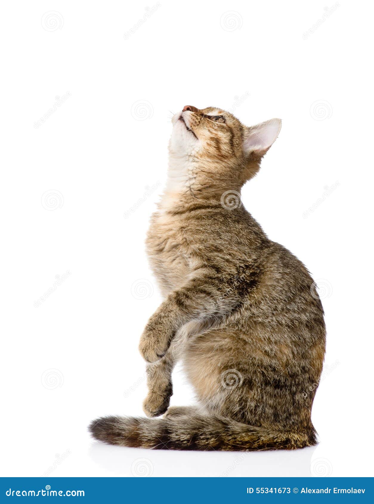 Кот сбоку