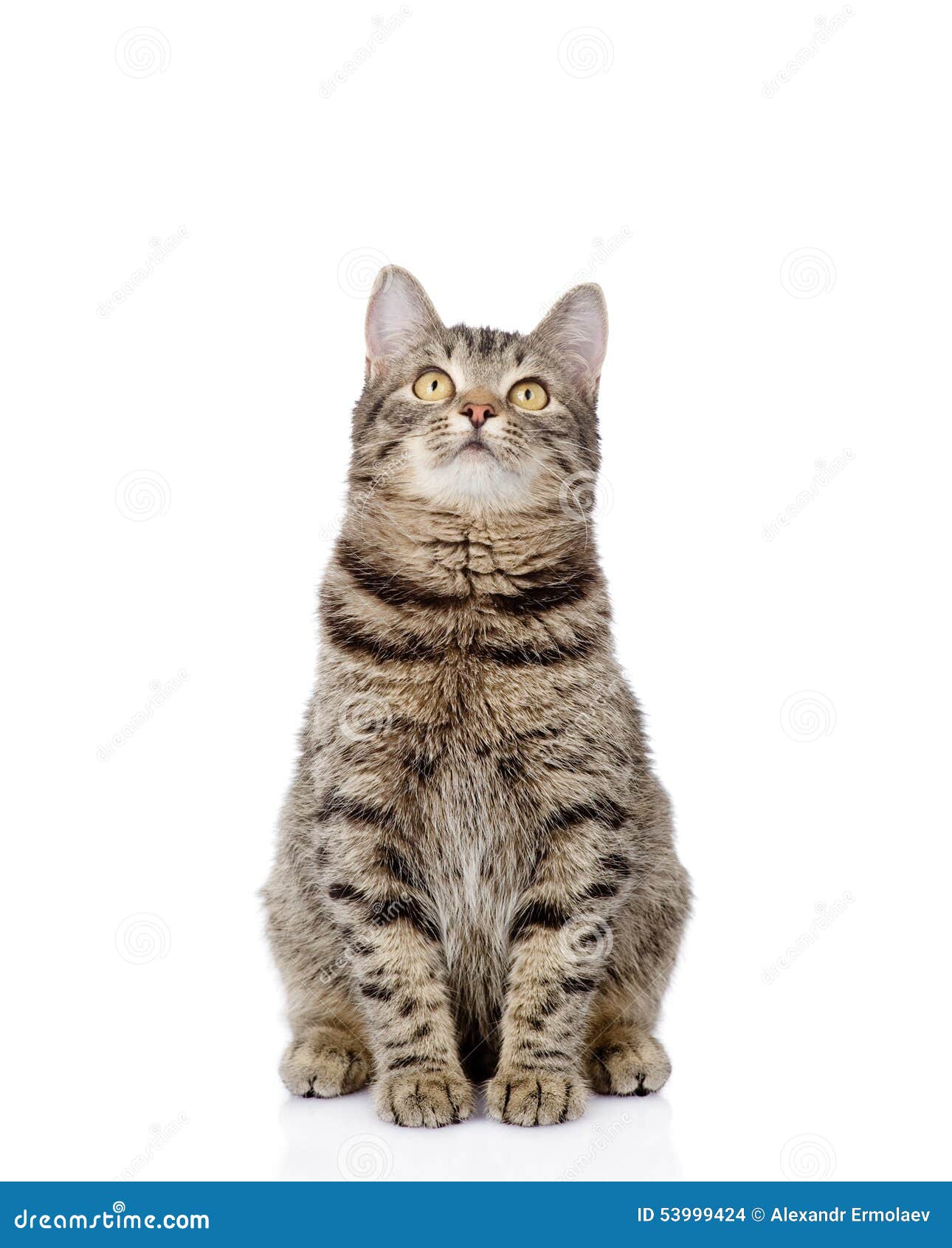 Сидящий кот сбоку