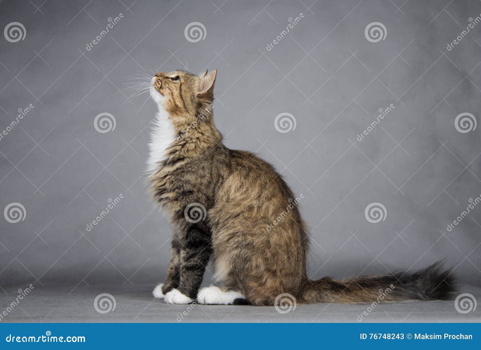 Кот вид сбоку