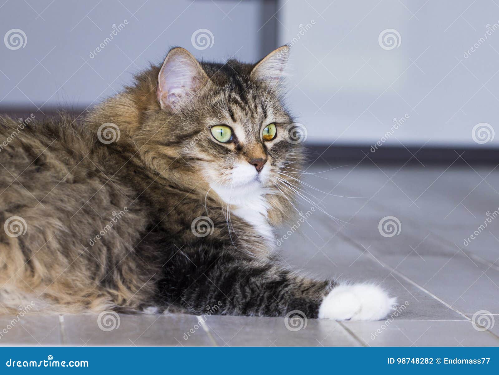 Сибирская табби кошка