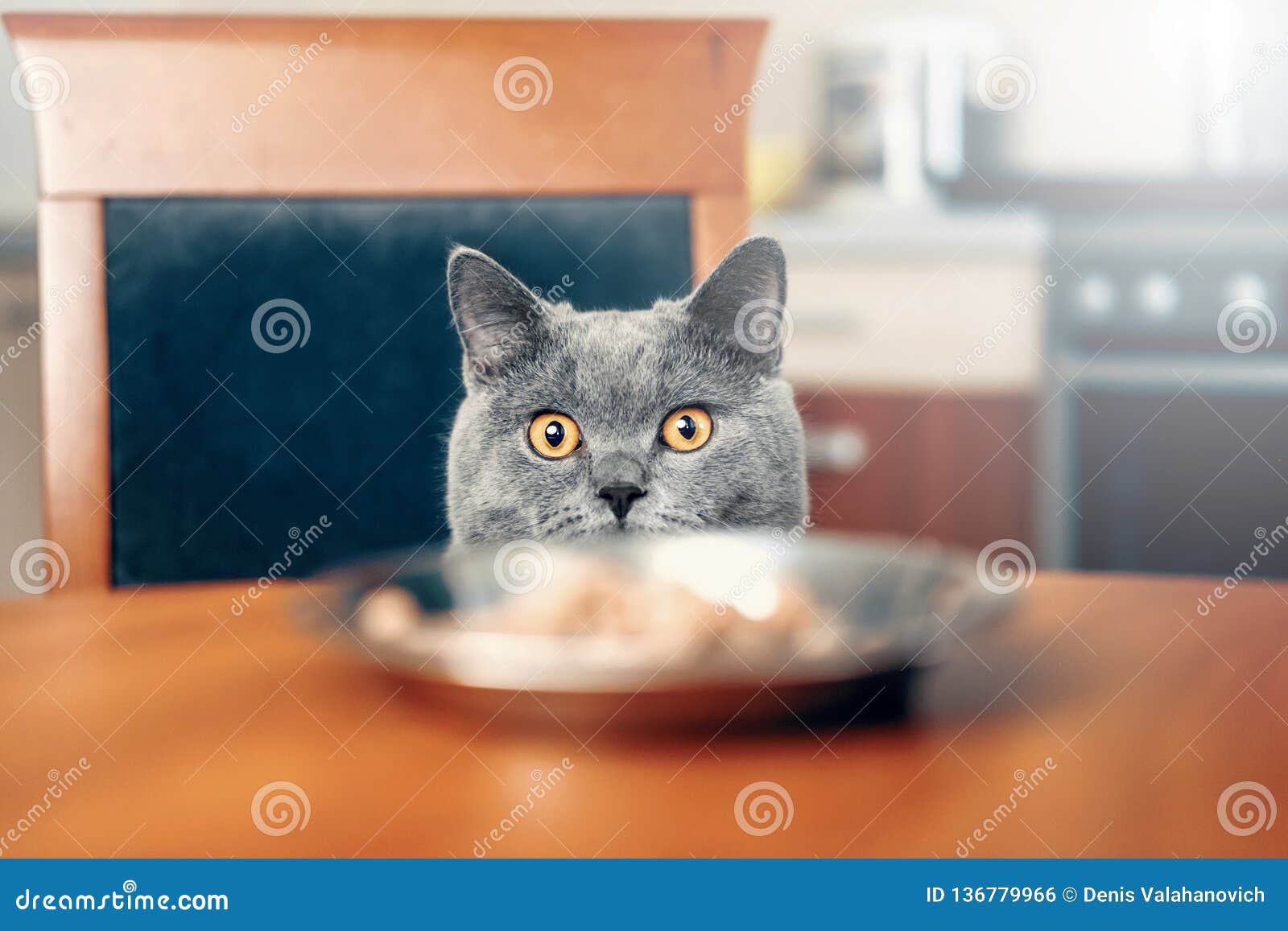 Кот смотрит еду на таблице стоковое фото. изображение насчитывающей от -  136779966