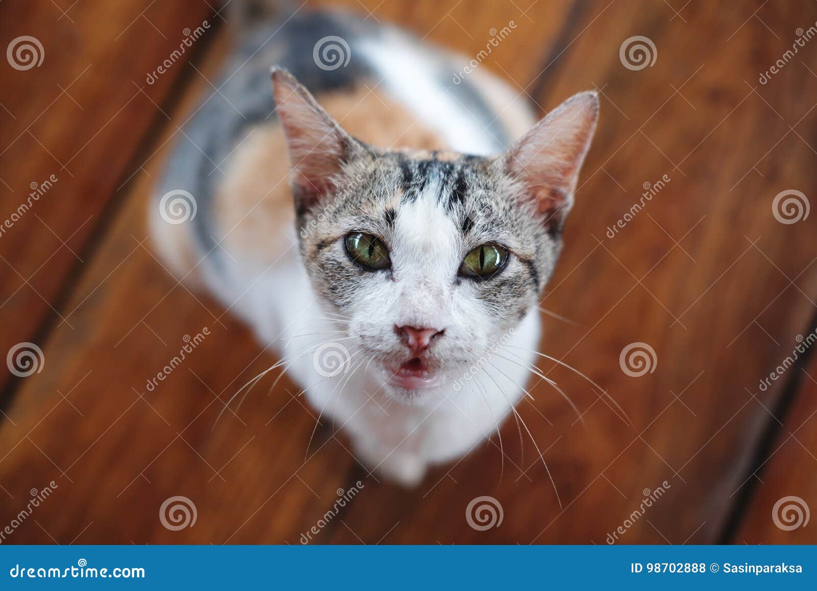 Деменция у кошек. Cat looking in Camera.