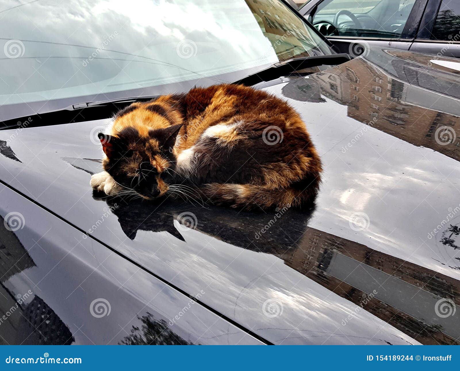 Кот на капоте