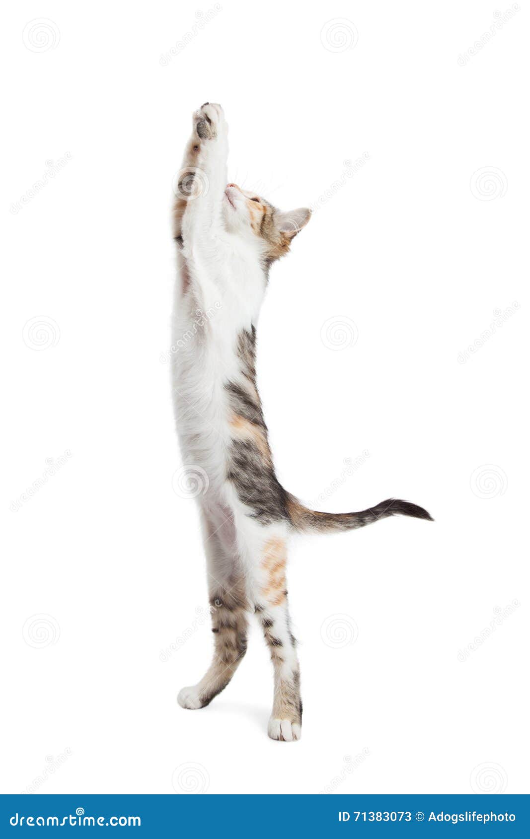 Кот тянется вверх