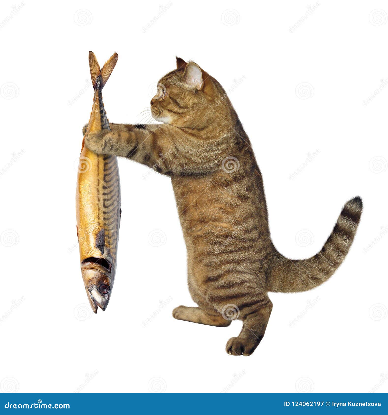 Кот скумбрия