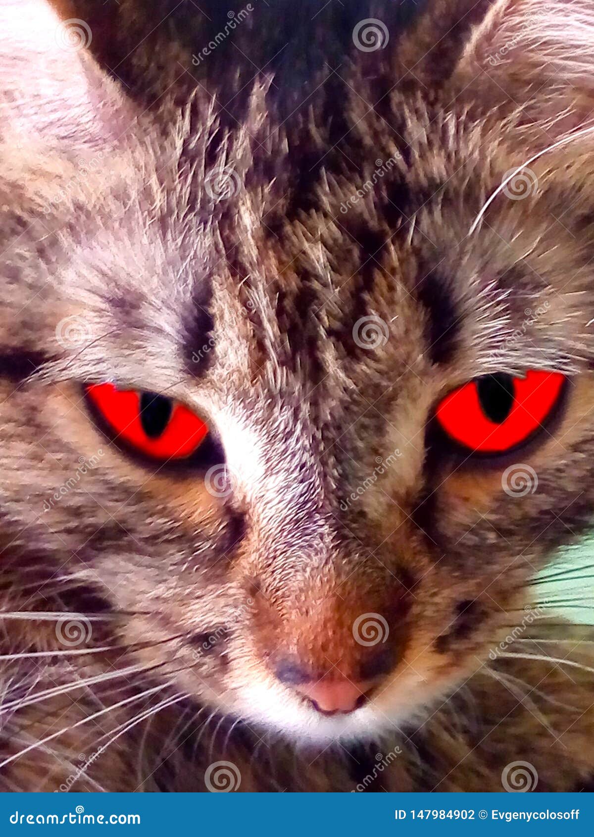 Кот с красными глазами и черными зрачками Стоковое Фото - изображение  насчитывающей это, зрачки: 147984902