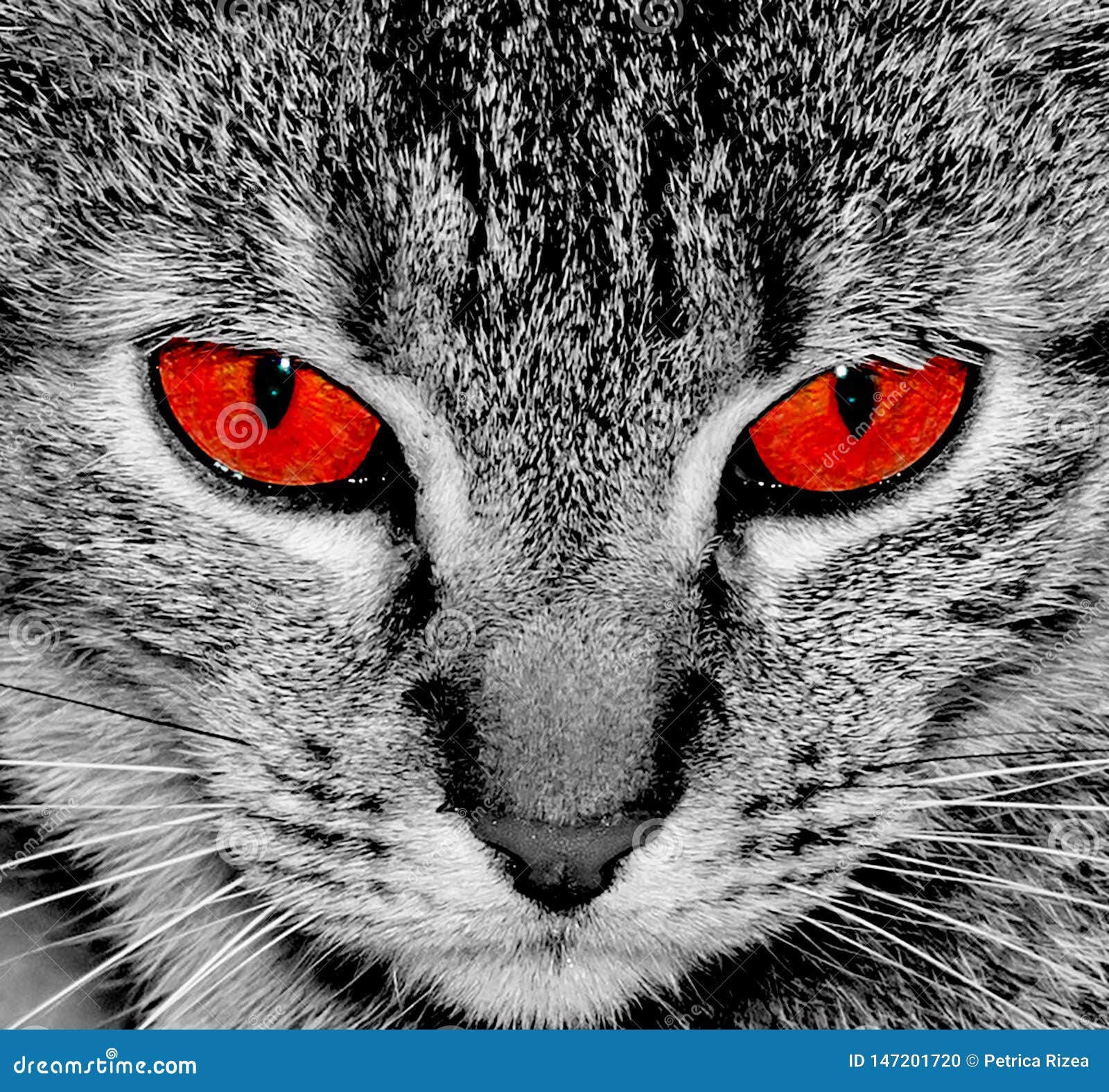 Кот с красными глазами Сердитые глаза Взгляд кота на камере Стоковое Фото -  изображение насчитывающей великобританское, дом: 147201720