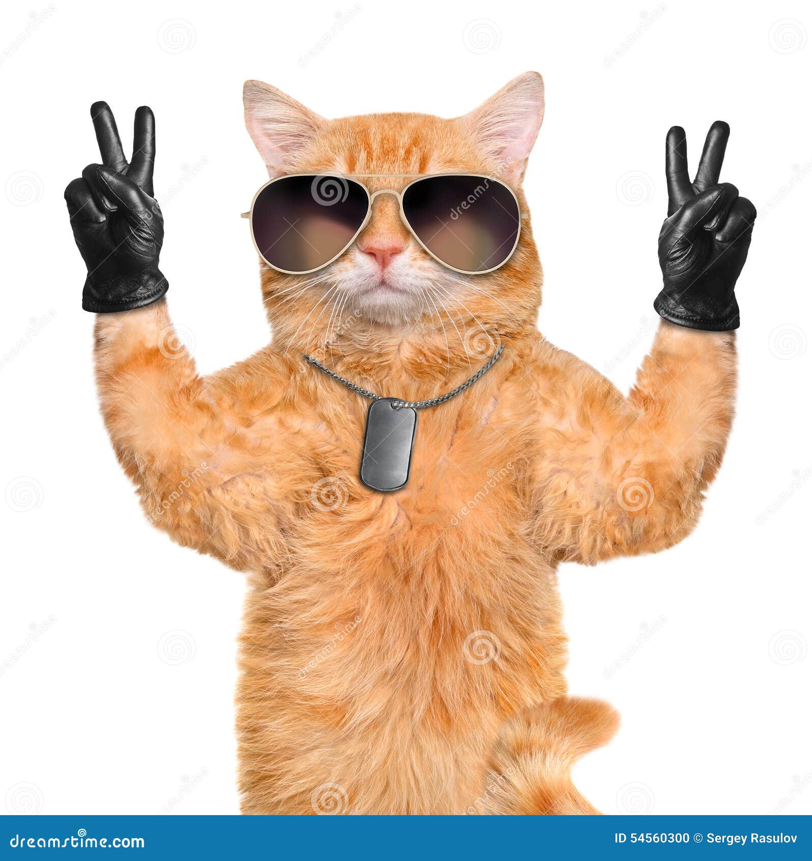 Котик показывает лайк