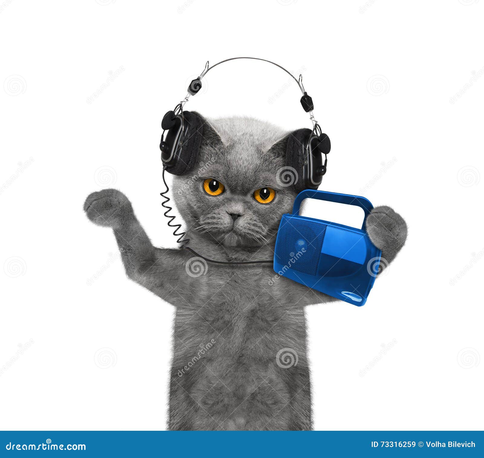 Котенок в наушниках