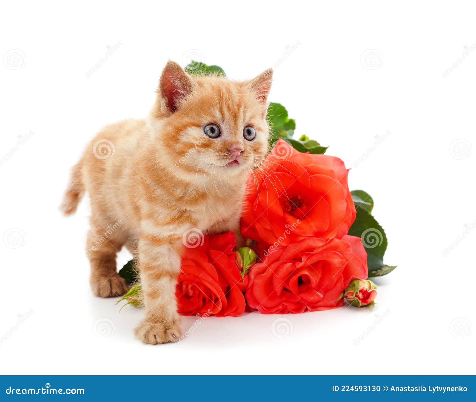 Кот дарит цветы картинки