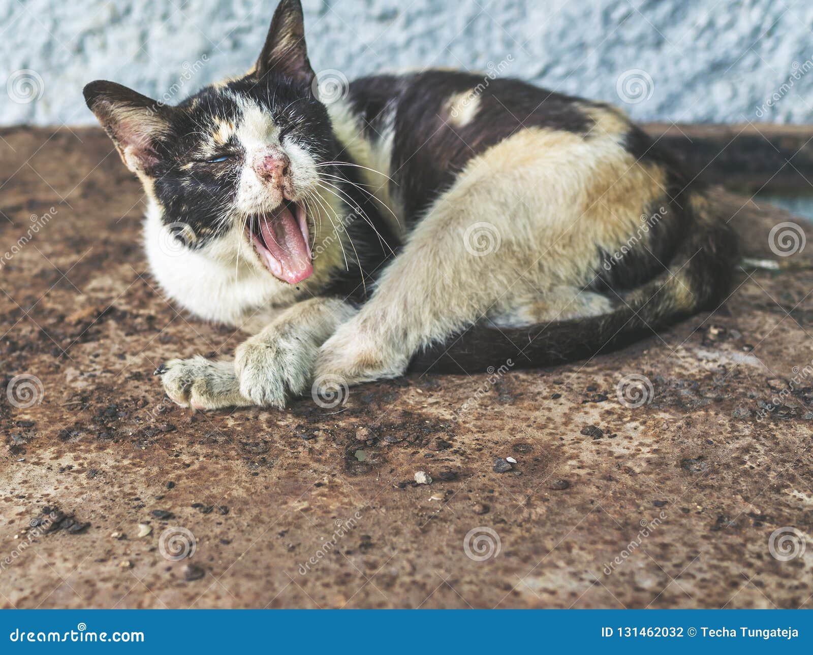 Кот 3 цветов бездомный слепой Грязный кот зевая Стоковое Фото - изображение  насчитывающей мило, здорово: 131462032