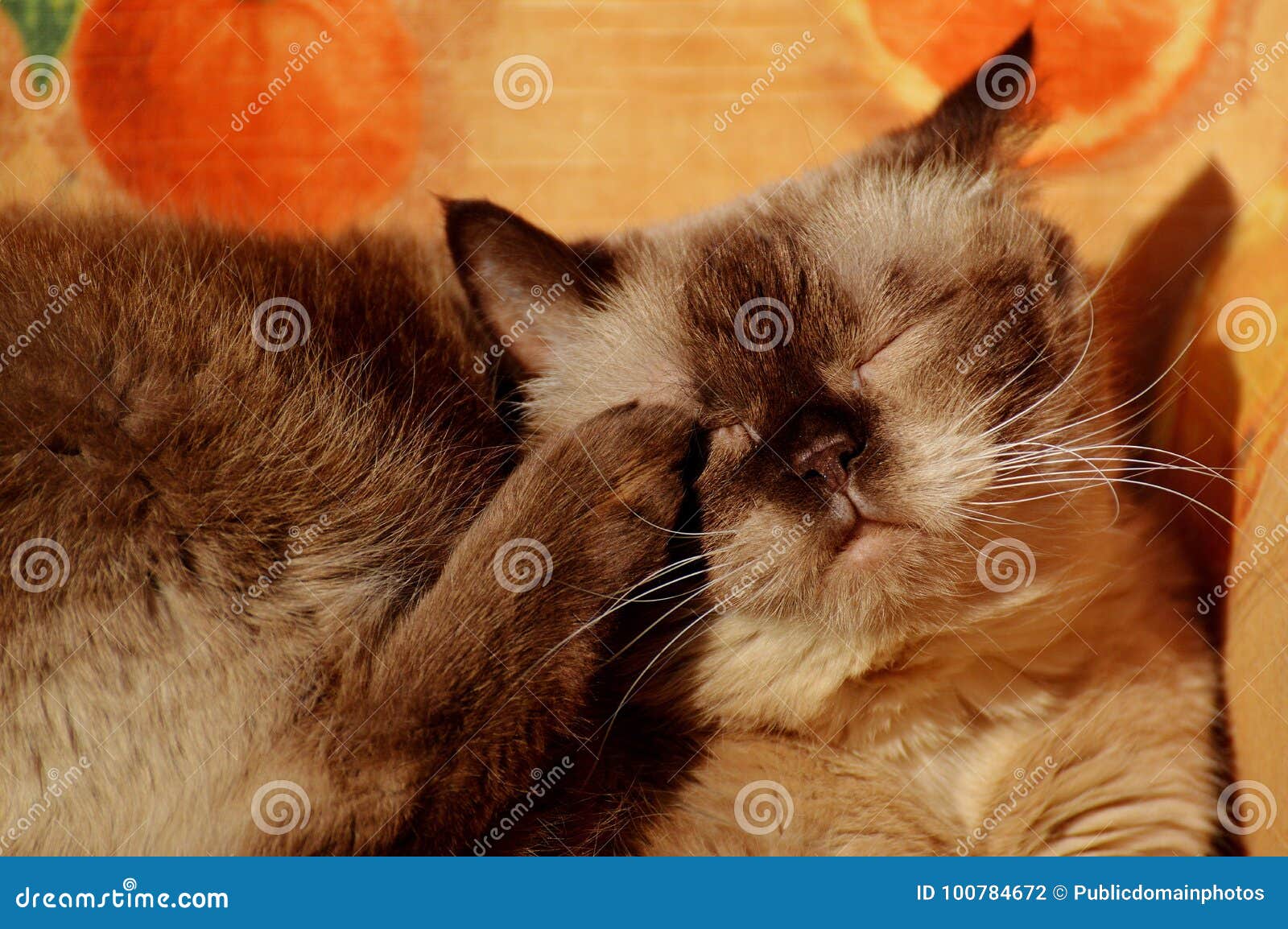 маленькие шлюхи Кот, Шлюхи, Маленькие И Средние Кошки, Кот, Как Мамал изображение.  изображение: 100784672