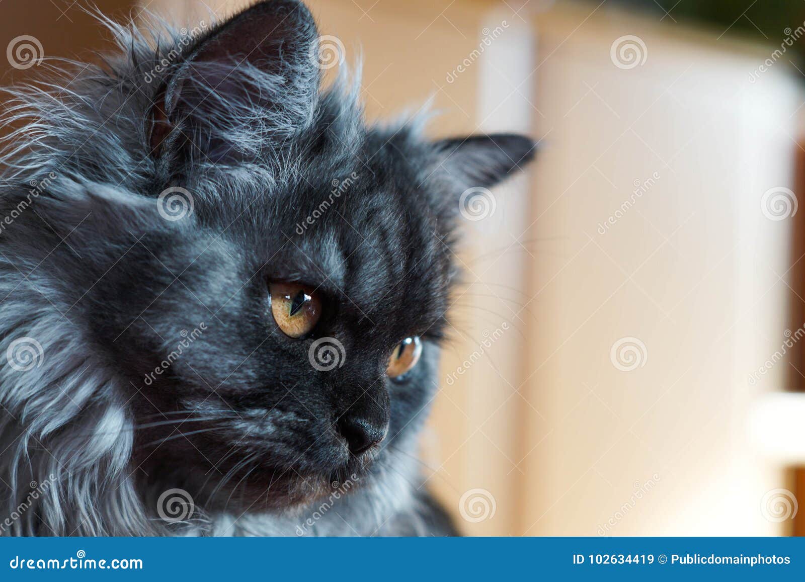 маленькие шлюхи Кот, Шлюхи, Маленькие И Средние Кошки, Кот, Как Мамал изображение.  изображение: 102634419