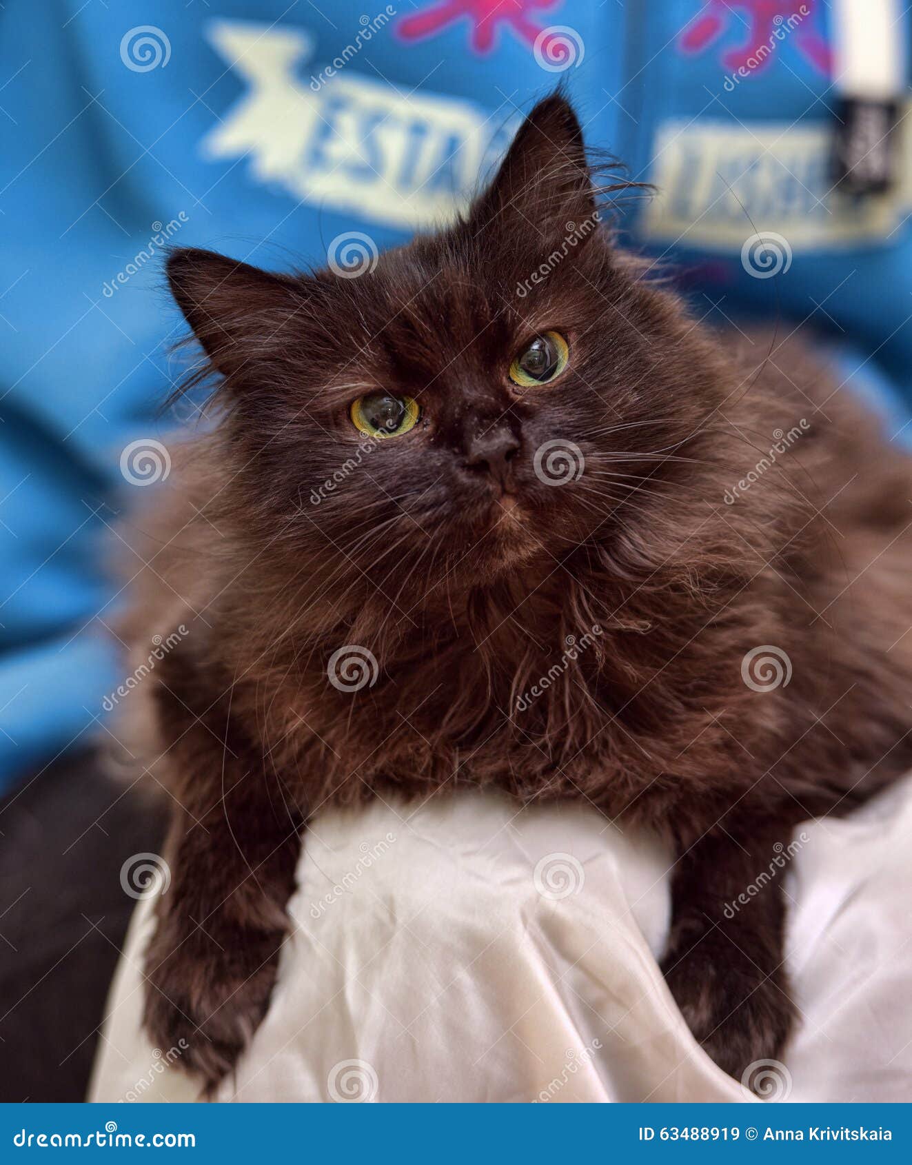 Шоколадный йорк кот