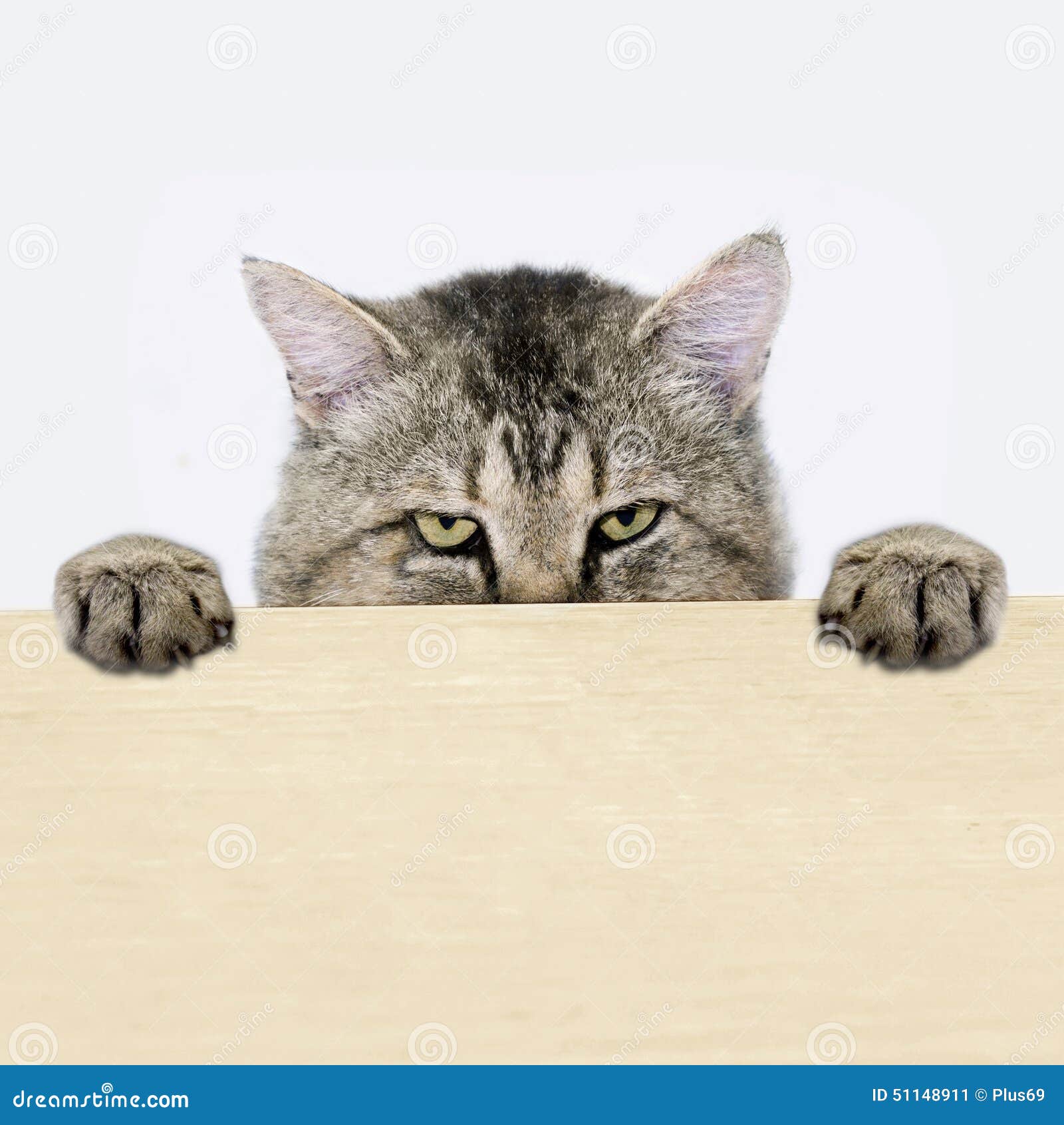 Выглядывающая кошка