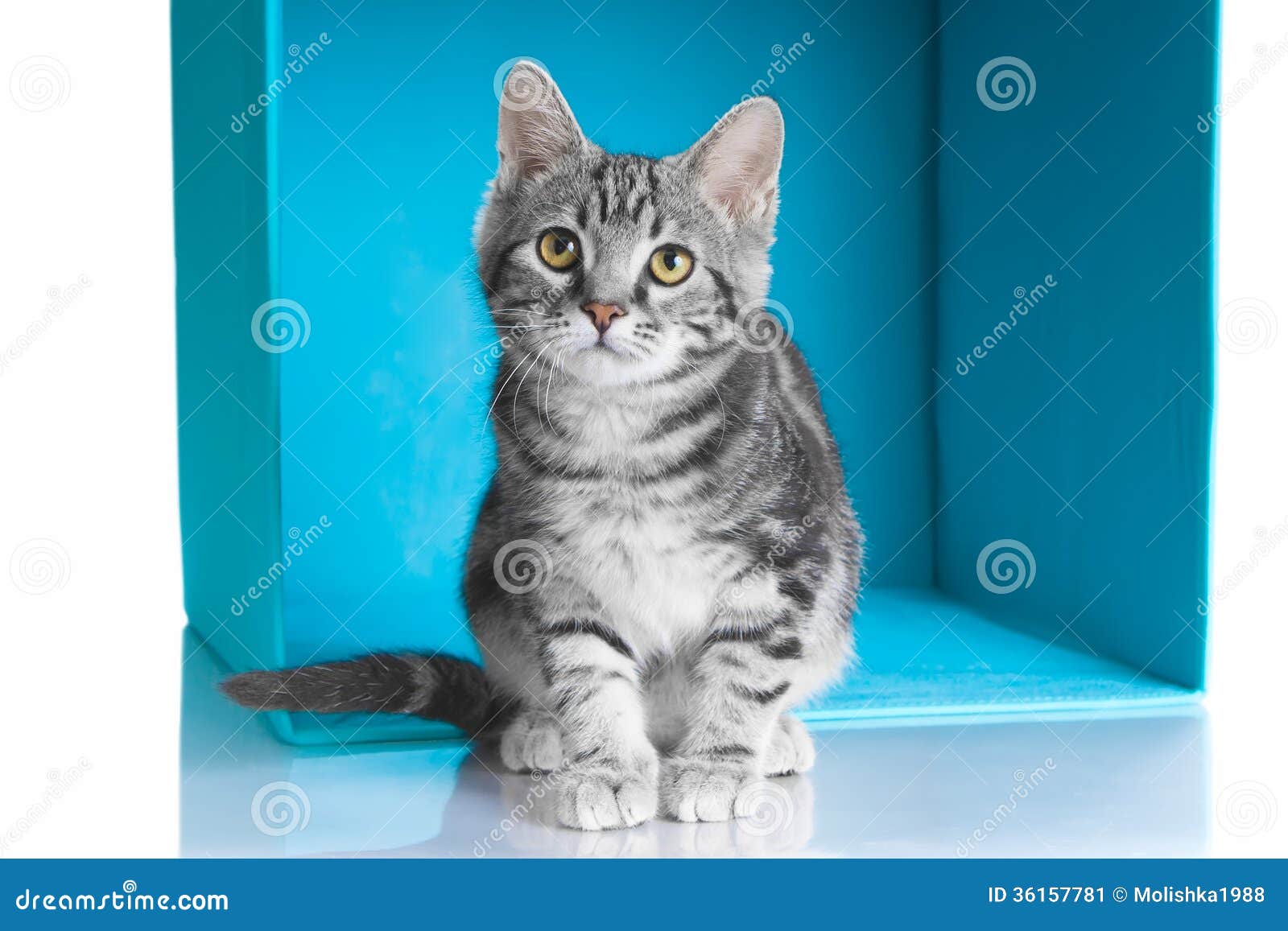 Кот Tabby серый в голубом кубе Стоковое Изображение - изображение насчитывающей бобра, смешно: 36157781
