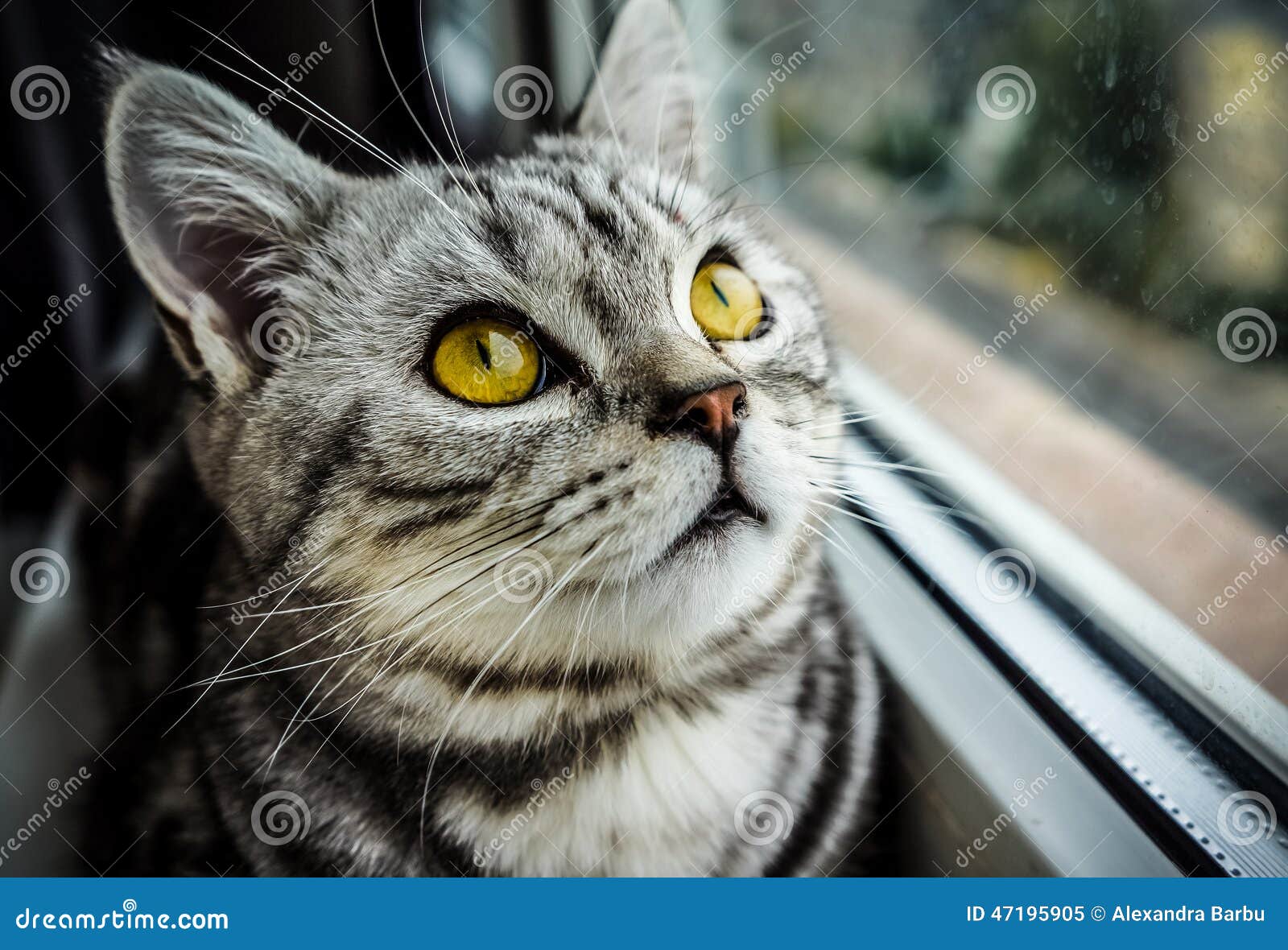 Кот Вискас Фото Кот Вискас Фото