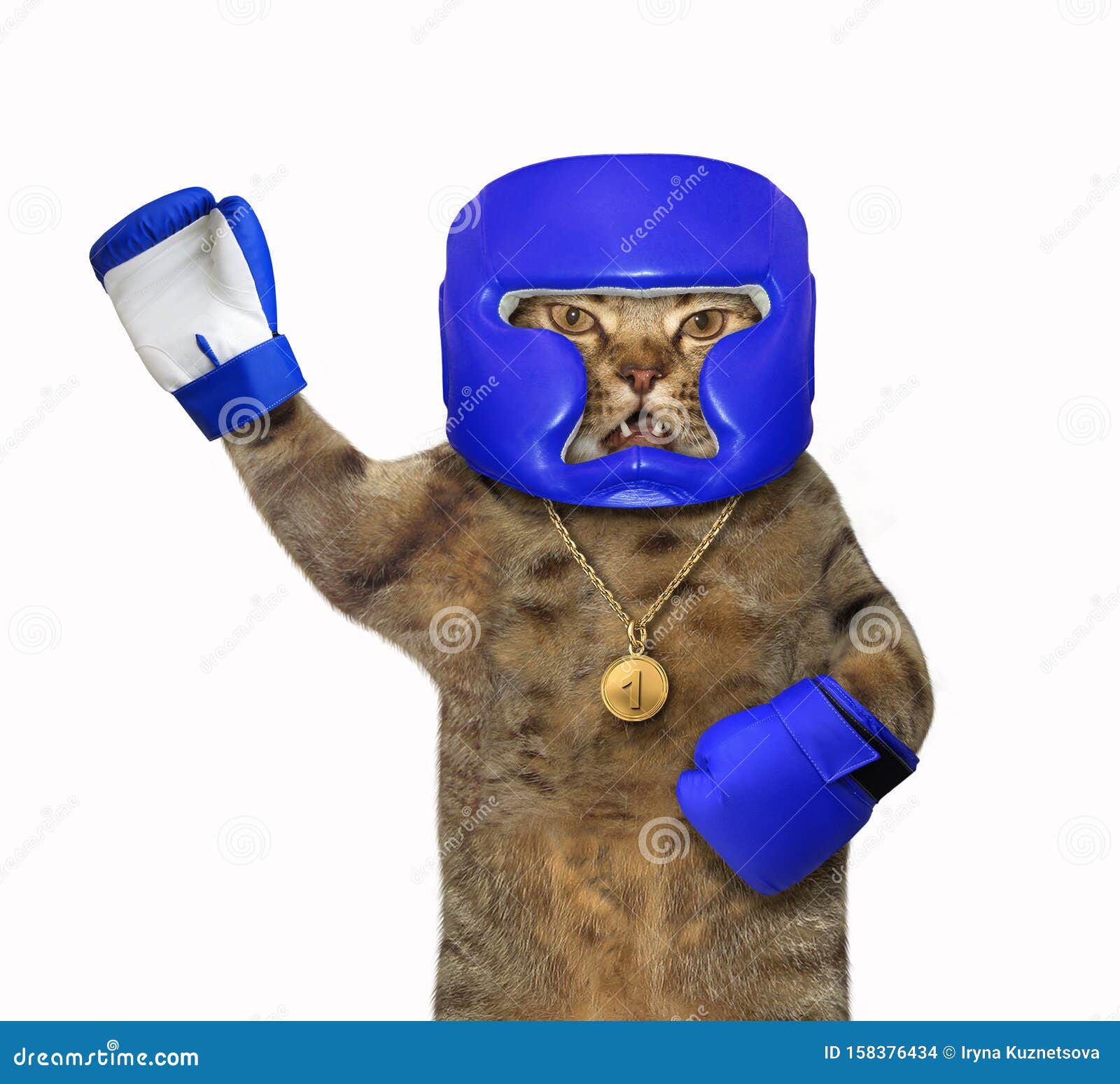 Кот боксер картинки