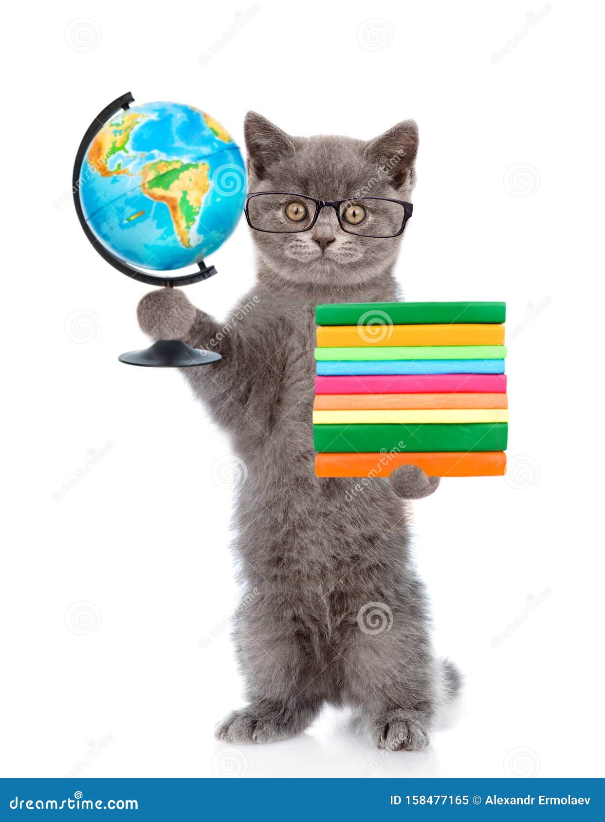 Кошка В Очках Фото Кошка В Очках Фото