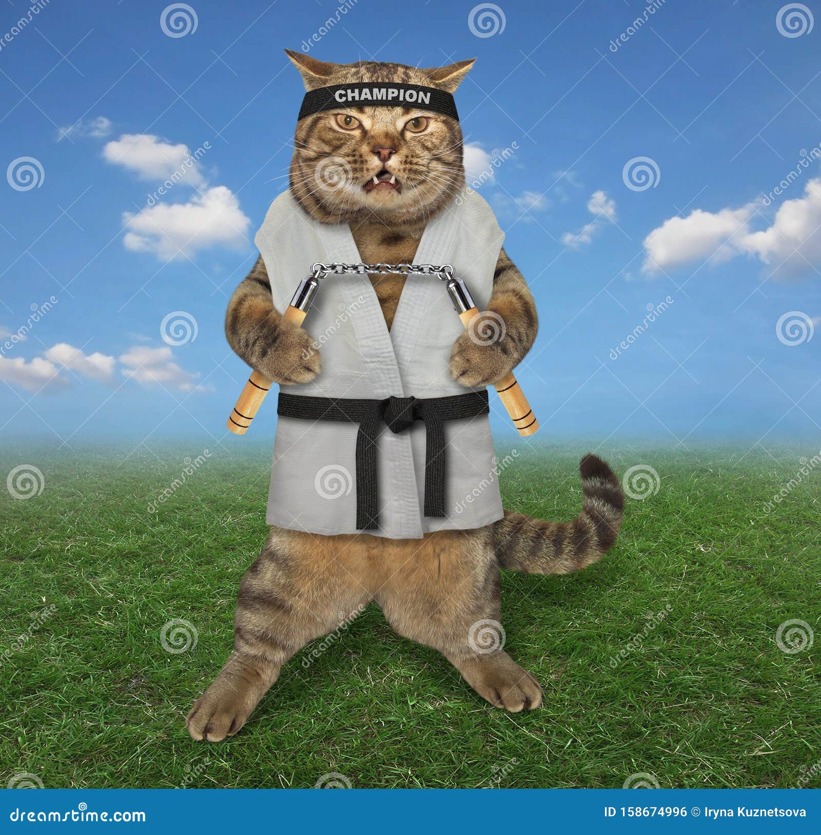 Кот каратист картинки