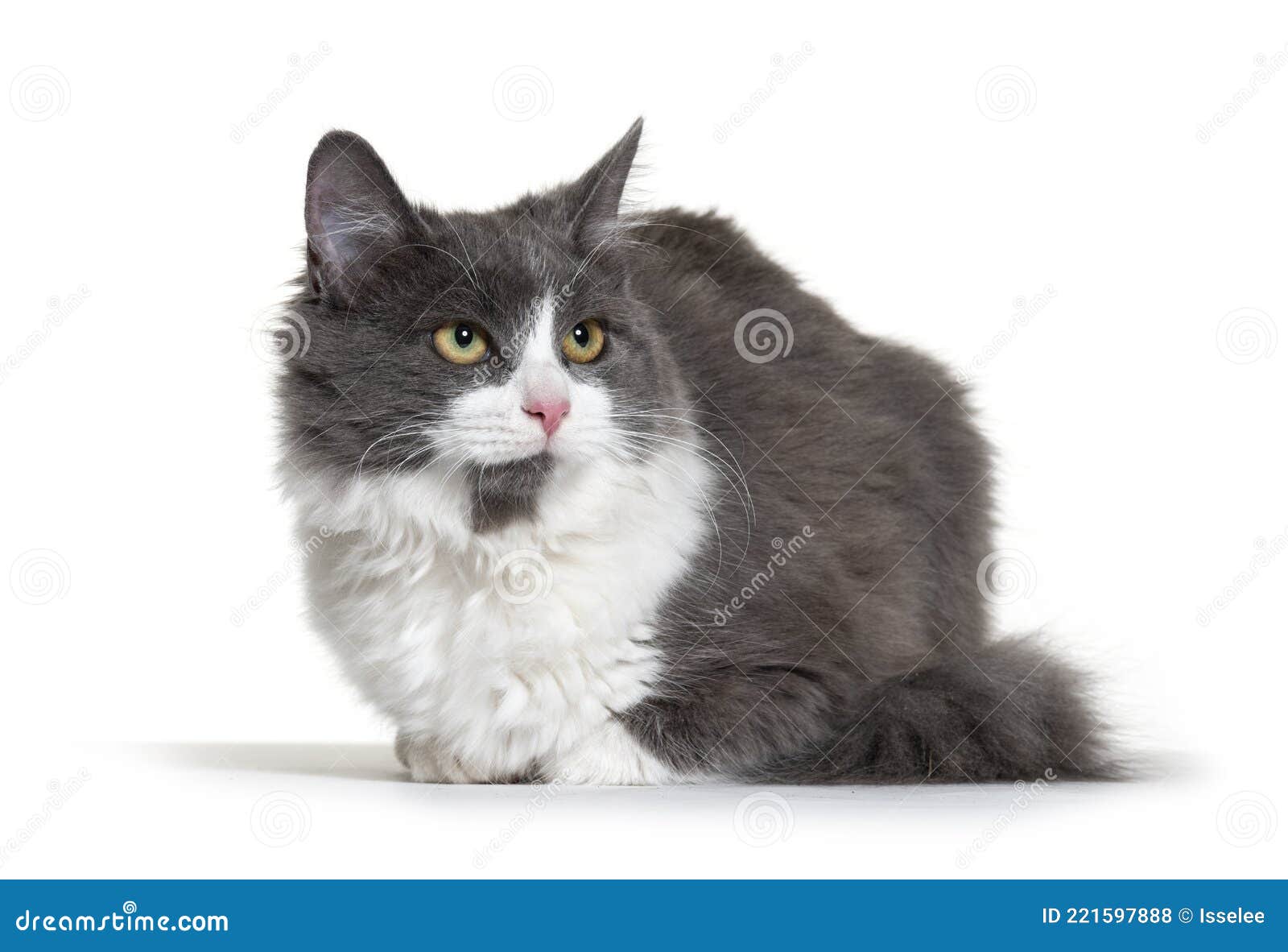 Серо белая кошка