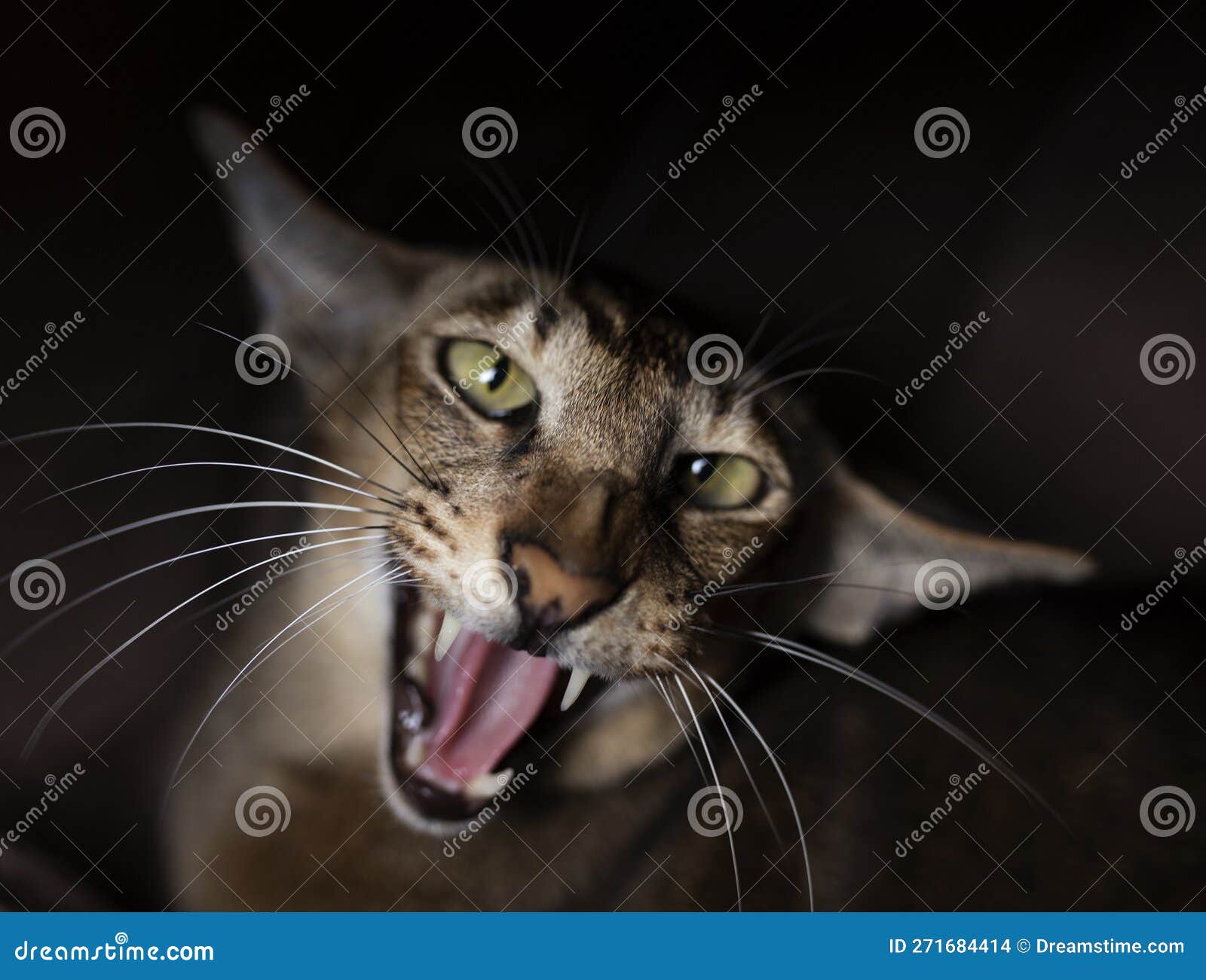 кошка кричит и думает, что это тигр кошка кричит, как тигр или лев Стоковое  Фото - изображение насчитывающей мило, учить: 271684414