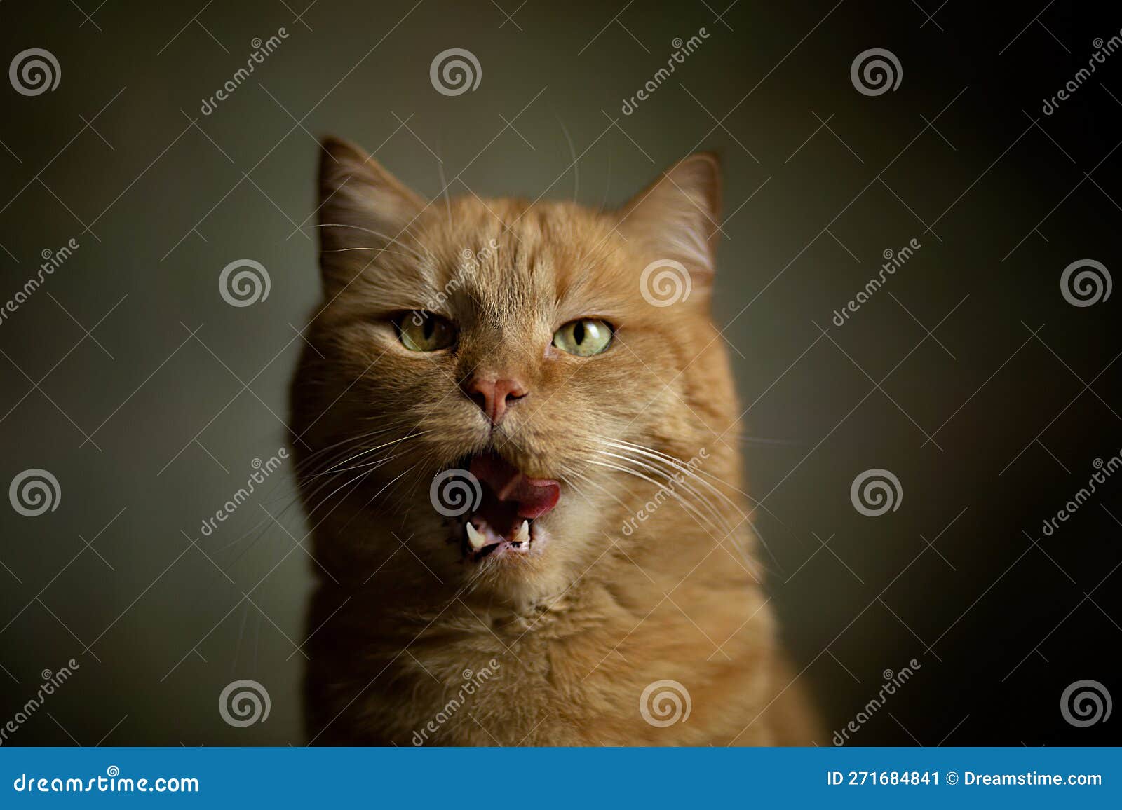 кошка кричит и думает, что это тигр кошка кричит, как тигр или лев Стоковое  Изображение - изображение насчитывающей золотисто, конец: 271684841