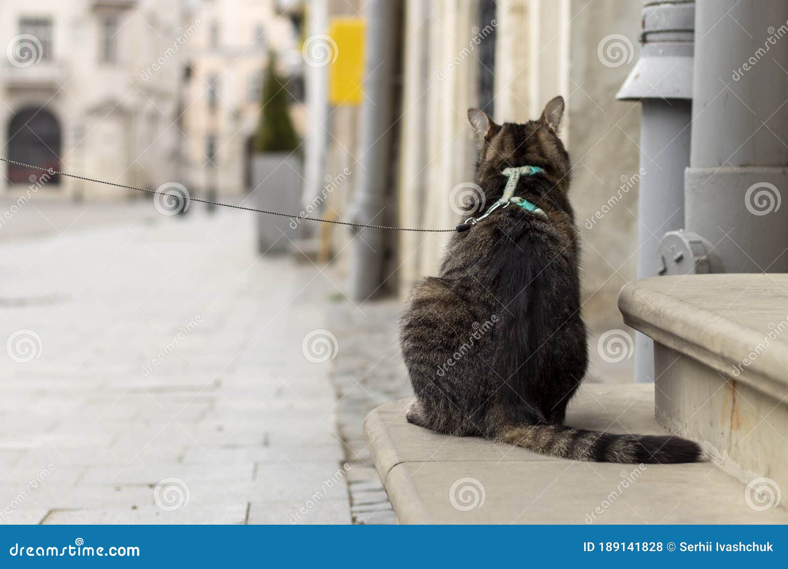 Кошка Сзади Фото Кошка Сзади Фото
