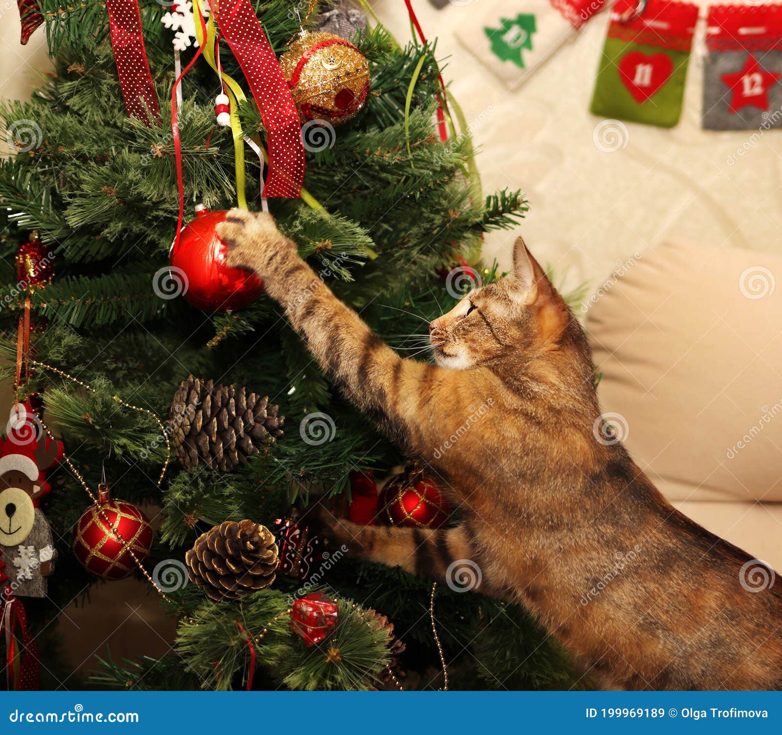 Кошка на фоне елки, играя с красными мячами и игрушками в поисках подарки  Концепция Нового Года и рождества Стоковое Изображение - изображение  насчитывающей кот, рождество: 199969189