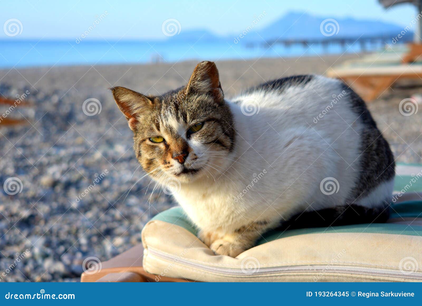 Кот на пляже