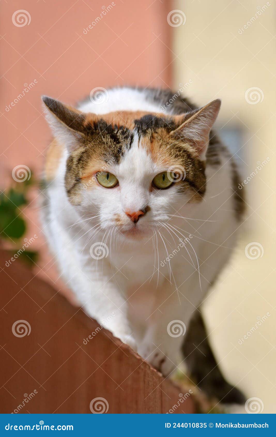 кошка обыкновенная стоковое изображение. изображение насчитывающей шерсть -  244010835