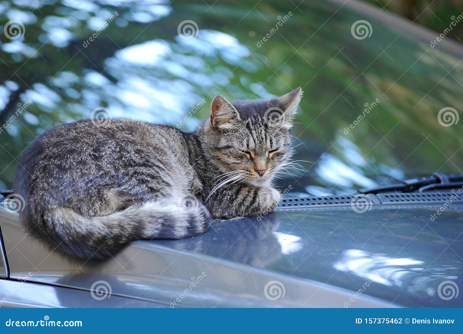 Кот на капоте