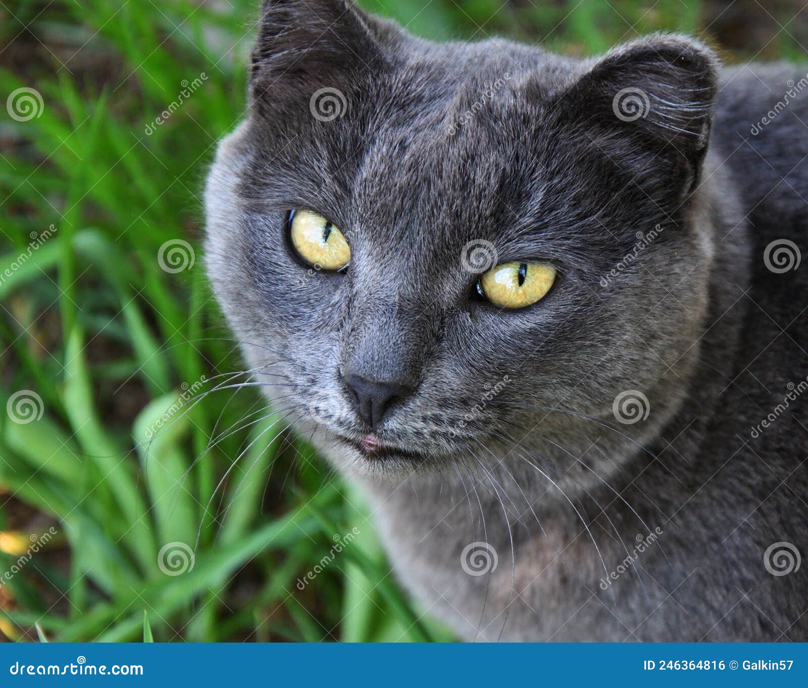 кошка порода или кошка-картезианка Стоковое Фото - изображение  насчитывающей чистоплемено, родословная: 246364816