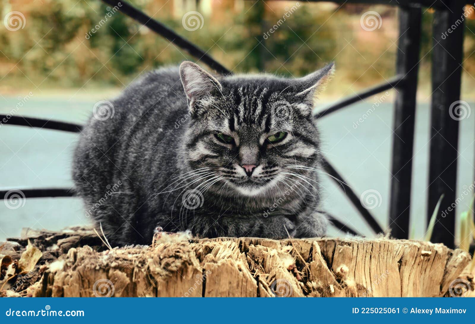 Серый дворовый кот
