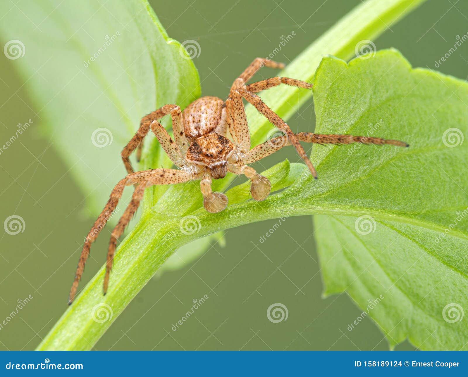 крабовый паук мужского пола Стоковое Фото - изображение насчитывающей  одичало, довольно: 158189124