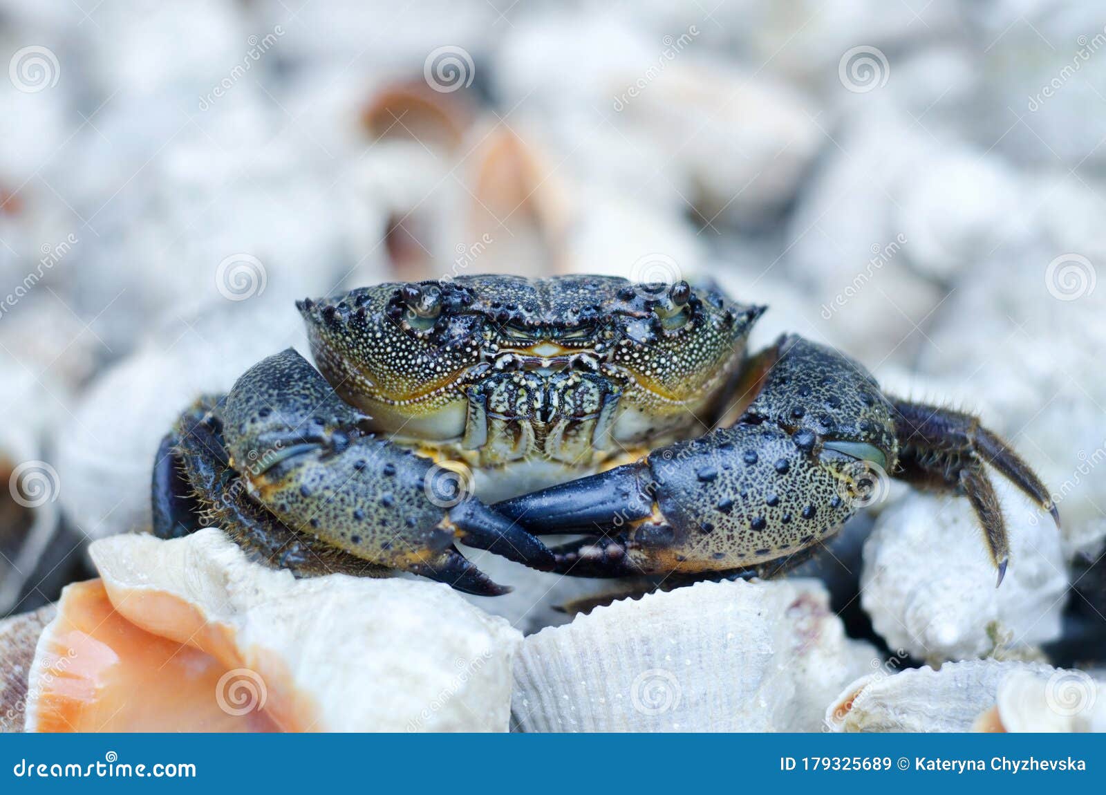 Черное Море Крабы Фото