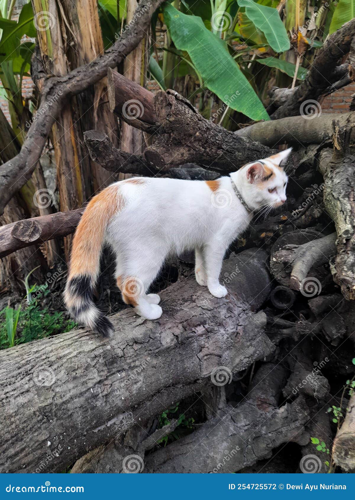 красивая белая каличка-ка стоит на куче дерева Стоковое Фото - изображениенасчитывающей комфорт, мясоед: 254725572