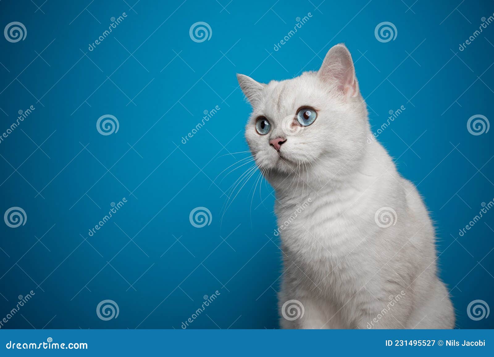 Кошка на голубом фоне