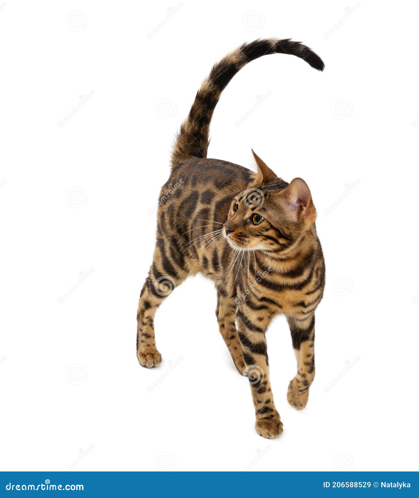 Взрослая Кошка Фото Взрослая Кошка Фото