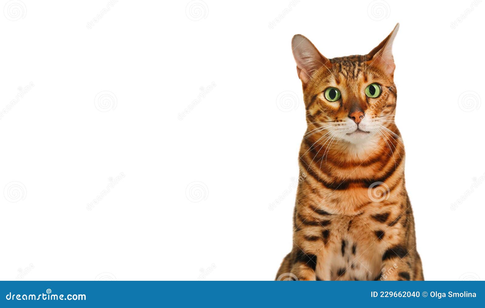 Бенгальская кошка рыжая