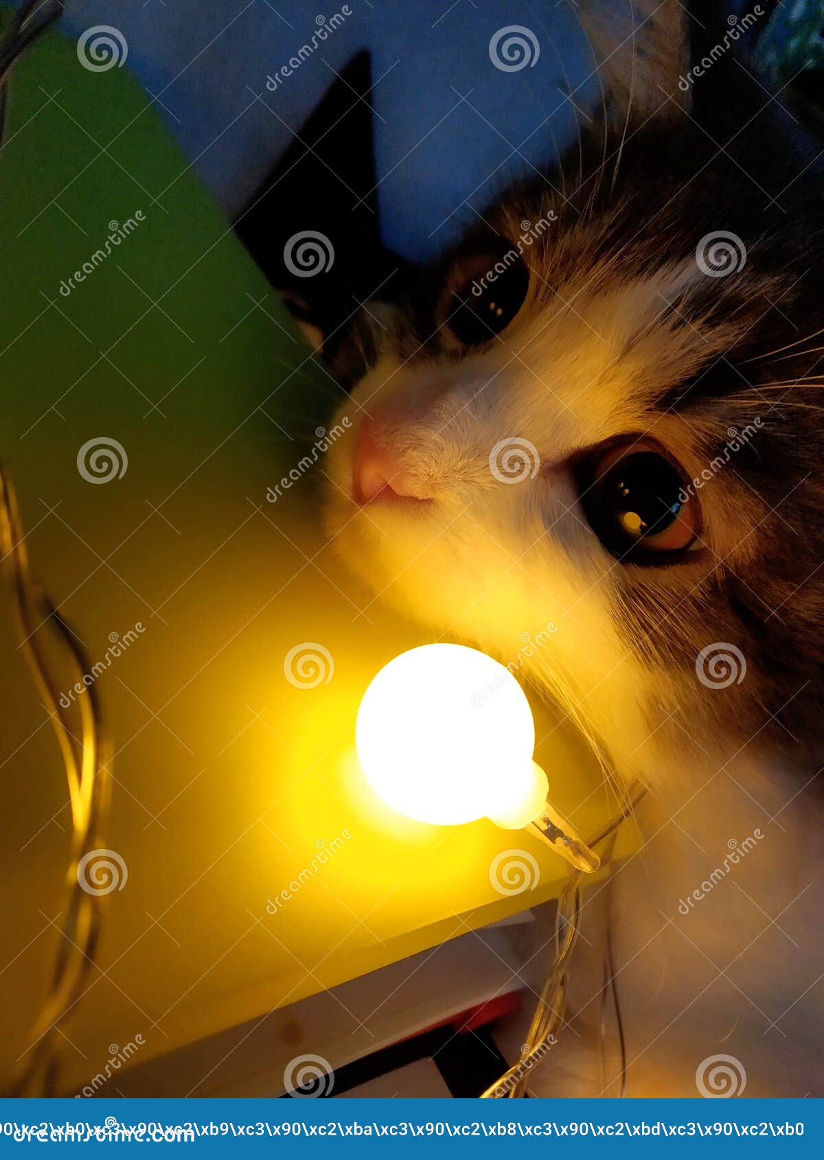 Кошка Фото Красивая Милая Кошка Фото Красивая Милая