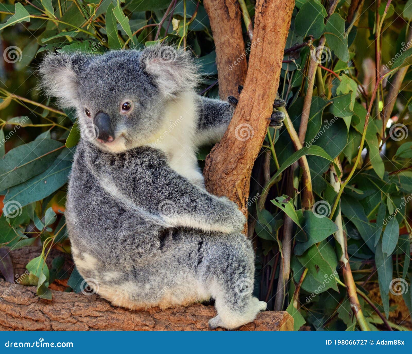 коала на эвкалипте