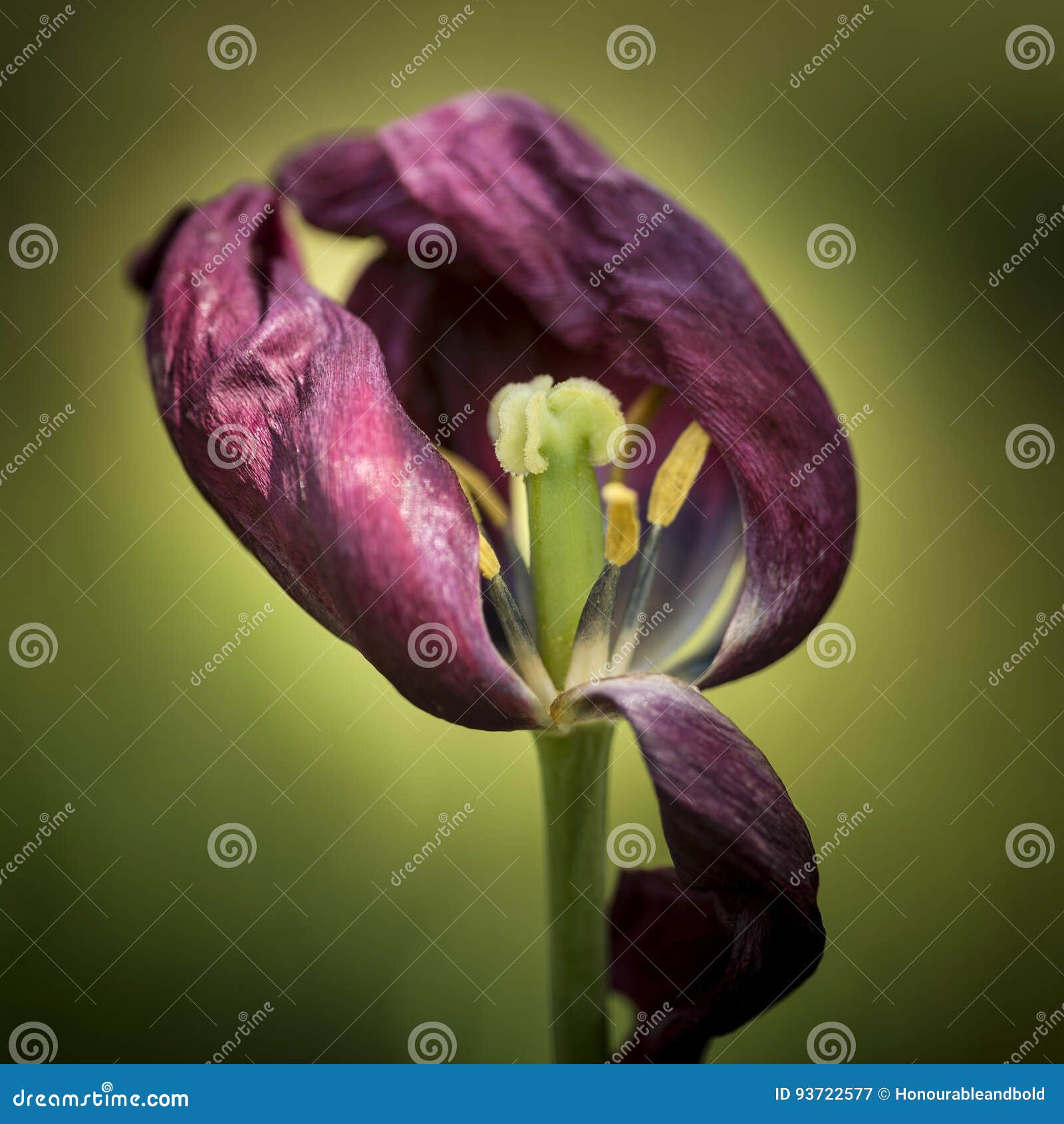 Почему сохнут тюльпаны