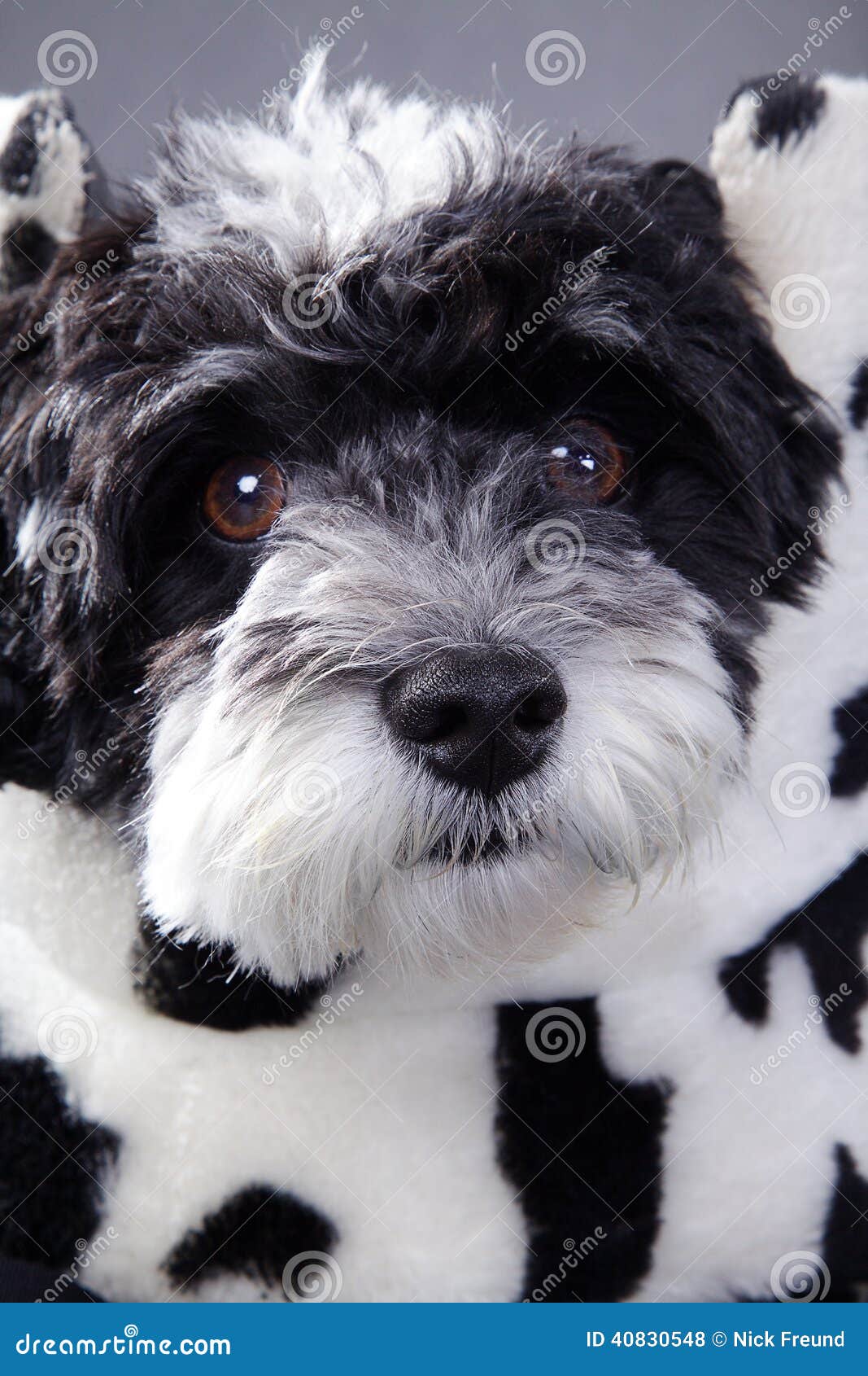 Красивая маленькая черно-белая собака Стоковое Фото - изображение  насчитывающей товарищ, прифронтово: 40830548