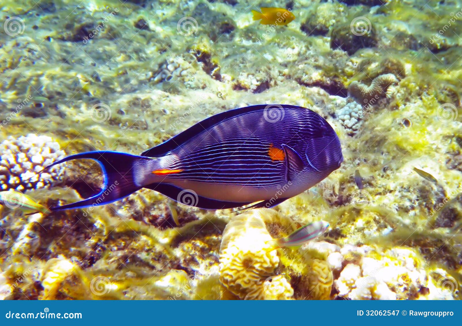 Красное Море Фото Под Водой Красное Море Фото Под Водой
