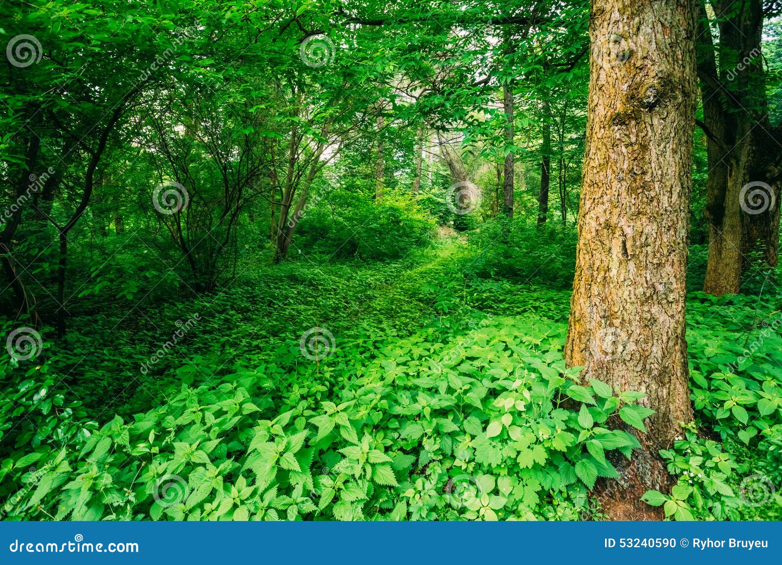 Красивое лето в парке, природа русского леса Стоковое Фото - изображение  насчитывающей трава, гринвуд: 53240590