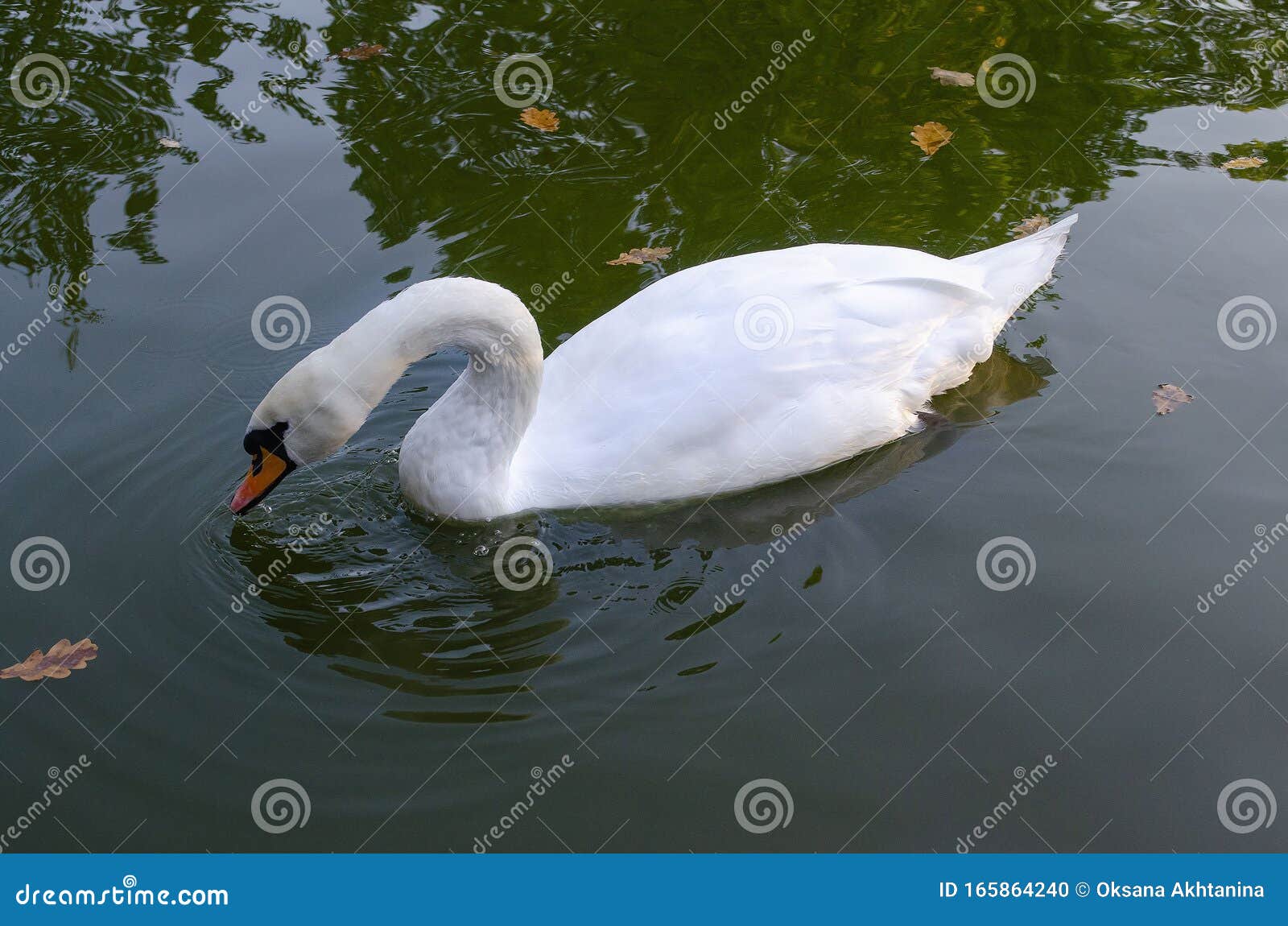 Лебеди Фото В Природе
