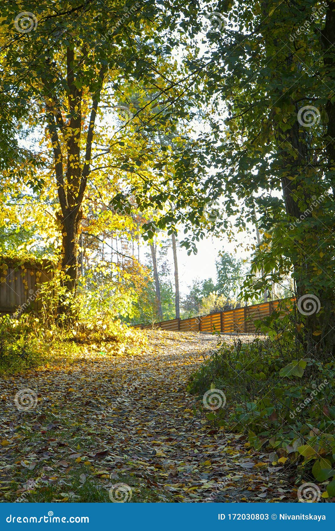Красивые деревья и кусты осени в деревне. Светлый путь места, покрытый  желтыми листьями. Стоковое Изображение - изображение насчитывающей вал,  небо: 172030803